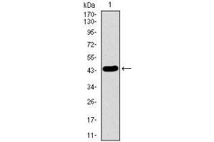 Western blot analysis using LMO2 mAb against human LMO2 recombinant protein. (LMO2 anticorps  (AA 1-158))