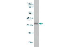 Western Blot detection against Immunogen (35.