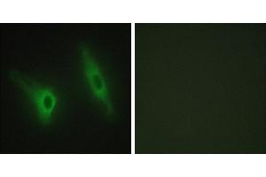 Peptide - +Immunofluorescence analysis of HeLa cells, using CKI-ε antibody. (CK1 epsilon anticorps)