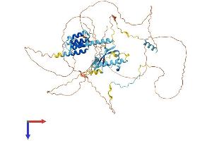 AlphaFold protein structure predicition of Mouse Recombinant Ckap2 Protein, UniprotID Q3V1H1