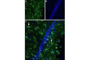 Expression of CNTF receptor α in rat hippocampus - Immunohistochemical staining of rat hippocampal CA1 region using Anti-CNTFRα (extracellular) Antibody (ABIN7043071 and ABIN7044187), (1:400). (CNTF Receptor alpha anticorps  (Extracellular))