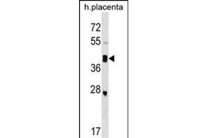 SMOC2 Antibody (C-term) (ABIN1537283 and ABIN2849071) western blot analysis in human placenta tissue lysates (35 μg/lane). (SMOC2 anticorps  (C-Term))
