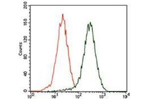 Flow cytometric analysis of HEK293 cells using CSPG4 mouse mAb (green) and negative control (red).