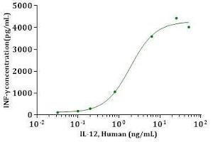 IL-12, Human induction of IFN-γ from NK cells co-stimulated with IL-18.