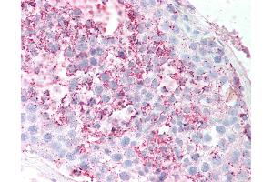 Anti-GPR18 antibody IHC of human testis, seminiferous tubule.