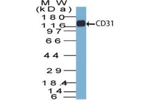 Western Blot of CD31 in THP-1 lysate using CD31 Mouse Monoclonal Antibody (C31. (CD31 anticorps)