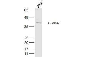 293T lysates probed with C8orf47 Polyclonal Antibody, Unconjugated  at 1:300 dilution and 4˚C overnight incubation. (C8orf47 anticorps  (AA 1-100))