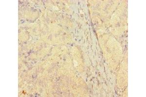 Immunohistochemistry of paraffin-embedded human adrenal gland tissue using ABIN7170686 at dilution of 1:100 (STAMBP anticorps  (AA 1-424))