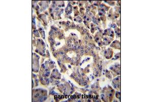SPNS3 Antibody (C-term) (ABIN656612 and ABIN2845867) immunohistochemistry analysis in formalin fixed and paraffin embedded human pancreas tissue followed by peroxidase conjugation of the secondary antibody and DAB staining.