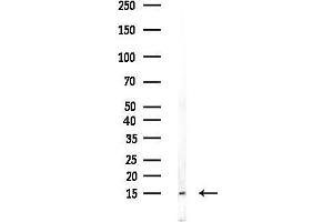 anti-Tachykinin, Precursor 1 (TAC1) (N-Term) antibody