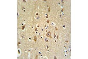 Formalin fixed and paraffin embedded brain tissue reacted with FAM44B Antibody (C-term) followed by peroxidase conjugation of the secondary antibody and DAB staining. (BOD1 anticorps  (C-Term))