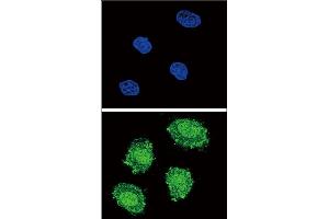 Confocal immunofluorescent analysis of SOCS1 Antibody (N-term) (ABIN652738 and ABIN2842489) with 293 cell followed by Alexa Fluor? (SOCS1 anticorps  (N-Term))