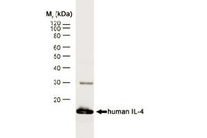 Western blot analysis of human IL-4 recombinant protein probed with RAT ANTI HUMAN INTERLEUKIN-4 (ABIN119373) followed by F(ab')2 RABBIT ANTI RAT IgG:HRP (SM1694A). (IL-4 anticorps)