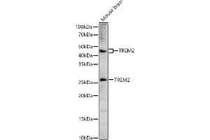 anti-Triggering Receptor Expressed On Myeloid Cells 2 (TREM2) (AA 19-160) antibody