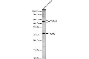 Western blot analysis of extracts of Mouse brain, using TREM2 antibody (ABIN6128834, ABIN6149482, ABIN6149483 and ABIN6214753) at 1:1533 dilution. (TREM2 anticorps  (AA 19-160))