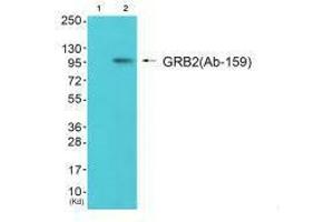 Western blot analysis of extracts from 293 cells (Lane 2), using Gab2 (Ab-159) antiobdy. (GAB2 anticorps  (Ser159))