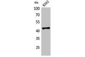 Western Blot analysis of K562 cells using ECA39 Polyclonal Antibody. (BCAT1 anticorps  (Internal Region))