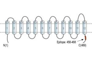 Representative domain view of the target of ABIN7885438.