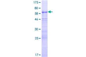 Image no. 1 for Nuclear Fragile X Mental Retardation Protein Interacting Protein 1 (NUFIP1) (AA 1-276) protein (GST tag) (ABIN1313208)