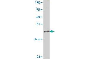 Western Blot detection against Immunogen (36.