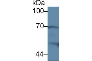Detection of COX 2 in Mouse Stomach lysate using Polyclonal Antibody to Cyclooxygenase-2 (COX 2)