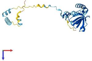 AlphaFold protein structure predicition of Mouse Recombinant Pop4 Protein, UniprotID Q9CR08