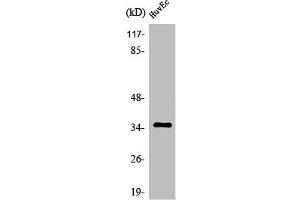 Western Blot analysis of MCF7 cells using Olfactory receptor 11G2 Polyclonal Antibody (OR11G2 anticorps  (C-Term))