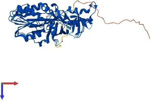 AlphaFold protein structure predicition of Human Recombinant PRMT2 Protein, UniprotID P55345