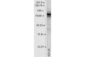 Western Blot analysis of Rat tissue lysate showing detection of Hsp90 protein using Mouse Anti-Hsp90 Monoclonal Antibody, Clone 4F3. (HSP90 anticorps  (Biotin))
