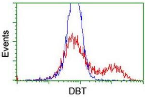 HEK293T cells transfected with either RC201998 overexpress plasmid (Red) or empty vector control plasmid (Blue) were immunostained by anti-DBT antibody (ABIN2455792), and then analyzed by flow cytometry. (DBT anticorps)