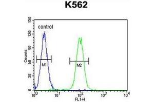Flow cytometric analysis of K562 cells using DDX11 Antibody (C-term) Cat. (DDX11 anticorps  (C-Term))