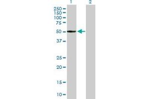 Western Blot analysis of ITFG2 expression in transfected 293T cell line by ITFG2 MaxPab polyclonal antibody. (ITFG2 anticorps  (AA 1-447))