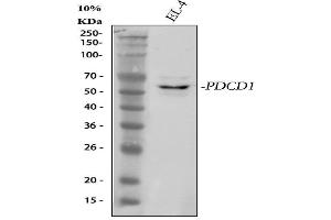 Western blot analysis of PDCD1 using anti-PDCD1 antibody (ABIN5518784). (PD-1 anticorps  (N-Term))