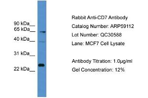 WB Suggested Anti-CD7  Antibody Titration: 0. (CD7 anticorps  (Middle Region))