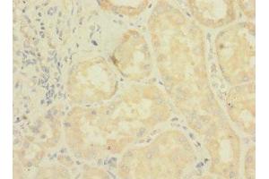 Immunohistochemistry of paraffin-embedded human kidney tissue using ABIN7158162 at dilution of 1:100 (LRRC31 anticorps  (AA 1-300))