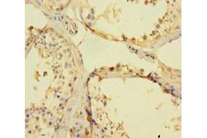 Immunohistochemistry of paraffin-embedded human testis tissue using ABIN7152548 at dilution of 1:100