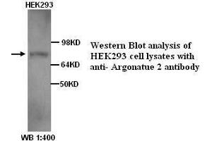 Image no. 1 for anti-Argonaute 2 (AGO2) antibody (ABIN790866) (AGO2 anticorps)