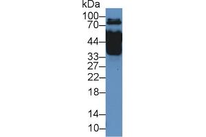 Western Blot; Sample: Rat Serum; Primary Ab: 2µg/mL Rabbit Anti-Rat MX1 Antibody Second Ab: 0. (MX1 anticorps  (AA 400-652))