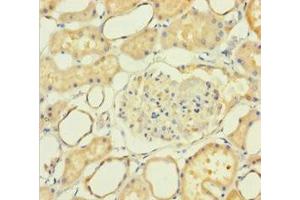 Immunohistochemistry of paraffin-embedded human kidney tissue using ABIN7161230 at dilution of 1:100 (NXPH2 anticorps  (AA 23-264))