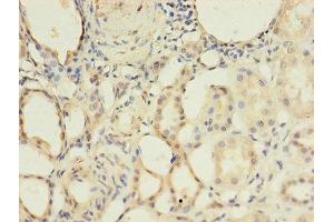 Immunohistochemistry of paraffin-embedded human kidney tissue using ABIN7145704 at dilution of 1:100