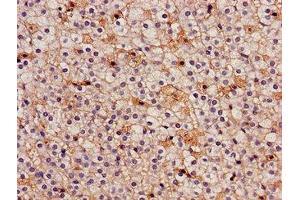 Immunohistochemistry of paraffin-embedded human adrenal gland tissue using ABIN7157107 at dilution of 1:100