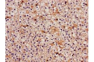 Immunohistochemistry of paraffin-embedded human adrenal gland tissue using ABIN7157107 at dilution of 1:100 (IDH3A anticorps  (AA 28-108))