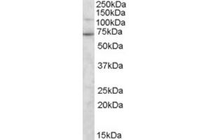 Western Blotting (WB) image for anti-Syntrophin, gamma 2 (SNTG2) (C-Term) antibody (ABIN2466346) (SNTG2 anticorps  (C-Term))