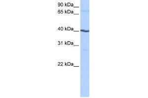 WB Suggested Anti-CSNK1G2 Antibody Titration: 0. (Casein Kinase 1 gamma 2 anticorps  (N-Term))