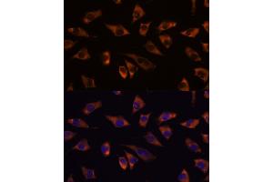 Immunofluorescence analysis of L929 cells using GRSF1 antibody (ABIN7267319) at dilution of 1:100. (GRSF1 anticorps)