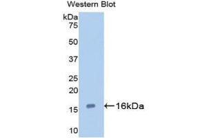 Western Blotting (WB) image for anti-Galectin 7 (LGALS7) (AA 1-136) antibody (ABIN1172743) (LGALS7 anticorps  (AA 1-136))