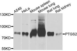 Western blot analysis of extracts of various cells, using PTGS2 antibody. (PTGS2 anticorps)
