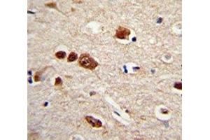IHC analysis of FFPE human brain tissue stained with HuR antibody