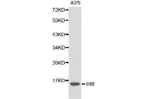 Western blot analysis of A375 cell lysate using S100B antibody. (S100B anticorps  (AA 1-92))