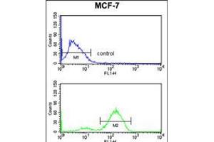 Flow cytometry analysis of MCF-7 cells (bottom histogram) compared to a negative control cell (top histogram). (JUP anticorps  (C-Term))